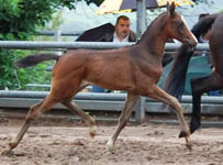 Stutfohlen von Saint Cyr x Latimer, Foto: Alexandra Becker