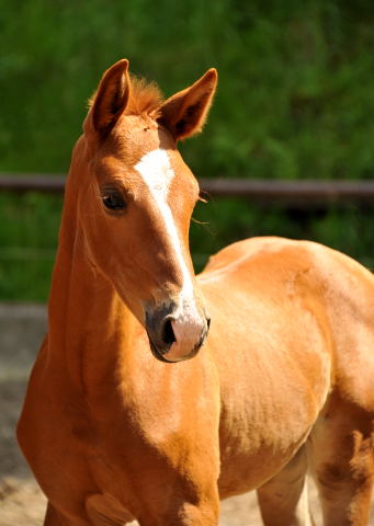 Oldenburger Filly by Shavalou out of Beloved by Kostolany - Foto: Beate Langels - Trakehner Gestt Hmelschenburg