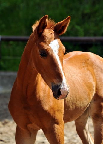 Bezaubernde Oldenburger Filly by Shavalou out of Beloved by Kostolany - Foto: Beate Langels - Trakehner Gestt Hmelschenburg