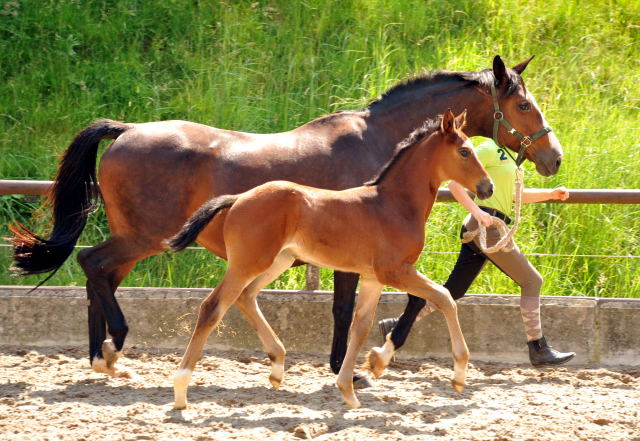 Trakehner Filly by Saint Cyr out of Premiummare Tavolara by Exclusiv - Trakehner Gestt Hmelschenburg Beate Langels