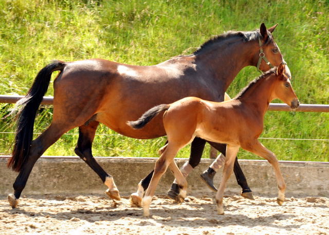 Trakehner Filly by Saint Cyr out of Premiummare Tavolara by Exclusiv - Trakehner Gestt Hmelschenburg Beate Langels