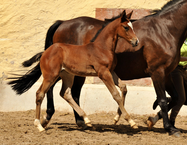 Trakehner Filly by Saint Cyr out of Premiummare Tavolara by Exclusiv - Trakehner Gestt Hmelschenburg Beate Langels