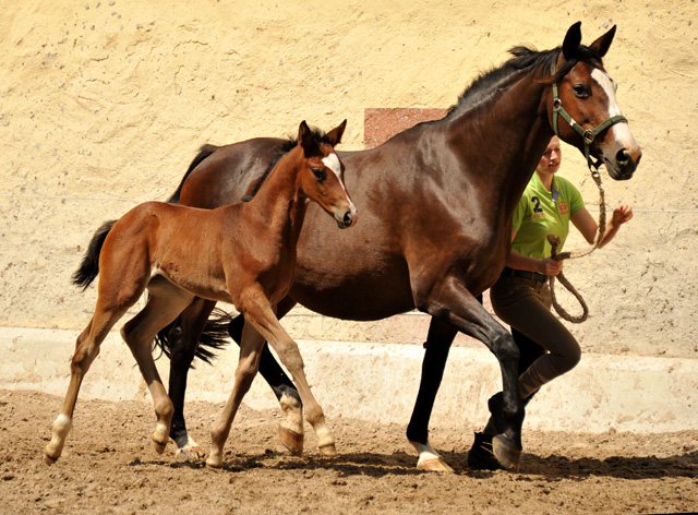 Trakehner Filly by Saint Cyr out of Premiummare Tavolara by Exclusiv - Trakehner Gestt Hmelschenburg Beate Langels