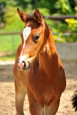 Trakehner Filly by Saint Cyr out of Premiummare Tavolara by Exclusiv - Trakehner Gestt Hmelschenburg Beate Langels