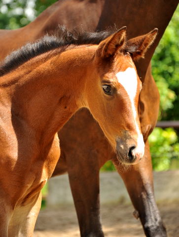 Trakehner Filly by Saint Cyr out of Premiummare Tavolara by Exclusiv - Trakehner Gestt Hmelschenburg Beate Langels