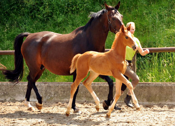 Oldenburger Stutfohlen von Shavalou  u.d. Beloved v. Kostolany - Foto: Beate Langels - Trakehner Gestt Hmelschenburg