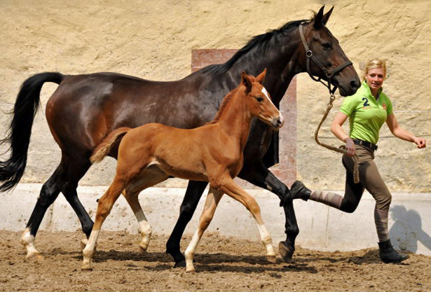 Oldenburger Stutfohlen von Shavalou  u.d. Beloved v. Kostolany - Foto: Beate Langels - Trakehner Gestt Hmelschenburg