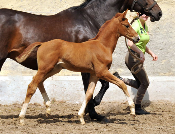 Oldenburger Filly by Shavalou out of Beloved by Kostolany - Foto: Beate Langels - Trakehner Gestt Hmelschenburg