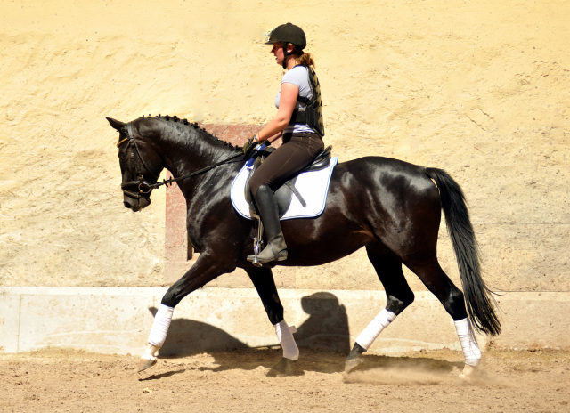 Kurz angeritten - Gestt Hmelschenburg, Foto: Beate Langels, 
Trakehner Gestt Hmelschenburg - Beate Langels