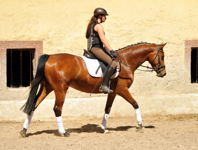 4jhrige Trakehner Stute Kitty von Freudenfest x Exclusiv - Foto: Beate Langels