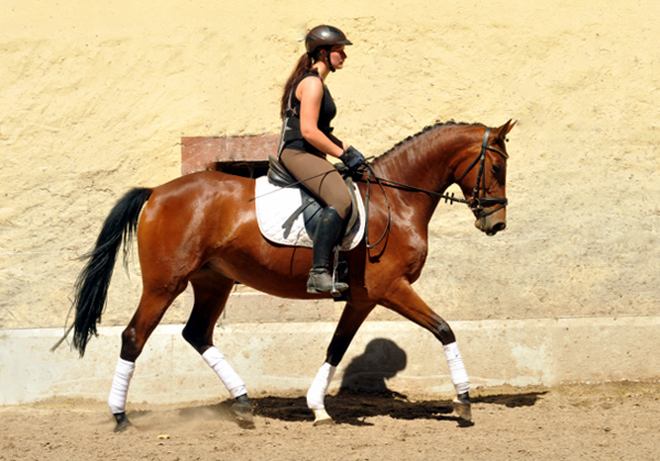 4jhrige Trakehner Stute Kitty von Freudenfest x Exclusiv - Foto: Beate Langels