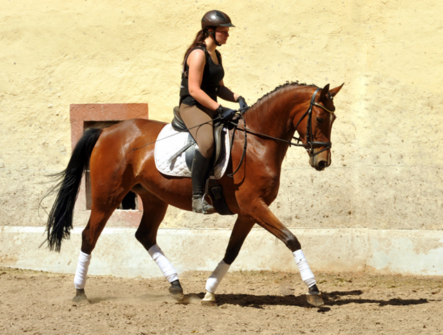 4jhrige Trakehner Stute Kitty von Freudenfest x Exclusiv - Foto: Beate Langels