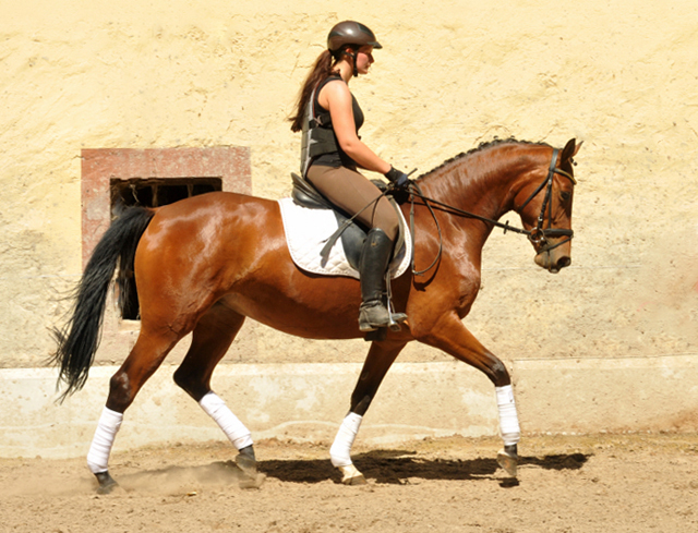 4jhrige Trakehner Stute Kitty von Freudenfest x Exclusiv - Foto: Beate Langels