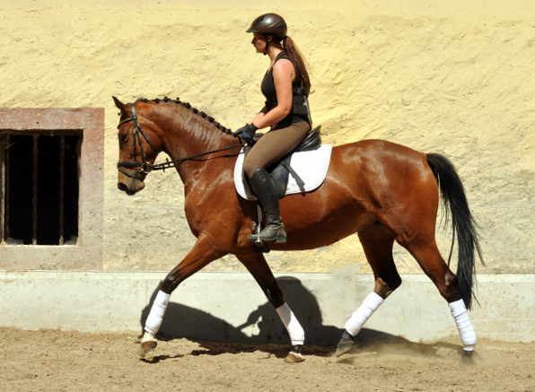 4jhrige Trakehner Stute Kitty von Freudenfest x Exclusiv - Foto: Beate Langels