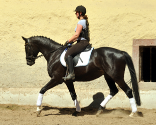 Leicht angeritten - Gestt Hmelschenburg, Foto: Beate Langels, 
Trakehner Gestt Hmelschenburg - Beate Langels