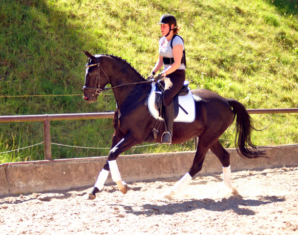 Leicht angeritten - Gestt Hmelschenburg, Foto: Beate Langels, 
Trakehner Gestt Hmelschenburg - Beate Langels