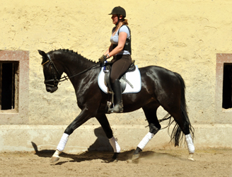 Leicht angeritten - Gestt Hmelschenburg, Foto: Beate Langels, 
Trakehner Gestt Hmelschenburg - Beate Langels