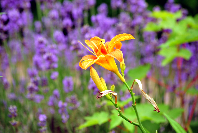 1. Juli 2016 - Trakehner Gestüt Hämelschenburg - Beate Langels