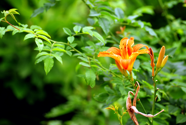 1. Juli 2016 - Trakehner Gestüt Hämelschenburg - Beate Langels