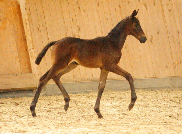 Trakehner Stutfohlen von Helium u.d. Schwalbensage v. Grand Corazn
 - Trakehner Gestt Hmelschenburg - Beate Langels