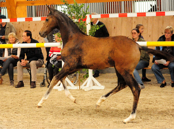 Stutfohlen von High Motion u.d. Val de Vienne v. Exclusiv - Foto Beate Langels