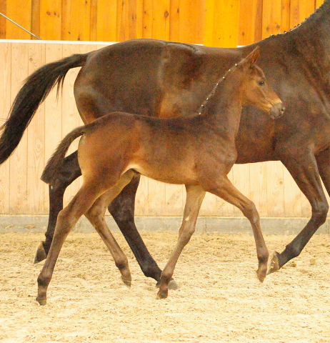 Trakehner Stutfohlen von Helium u.d. Schwalbensage v. Grand Corazn
 - Trakehner Gestt Hmelschenburg - Beate Langels