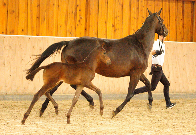 Trakehner Stutfohlen von Helium u.d. Schwalbensage v. Grand Corazn
 - Trakehner Gestt Hmelschenburg - Beate Langels