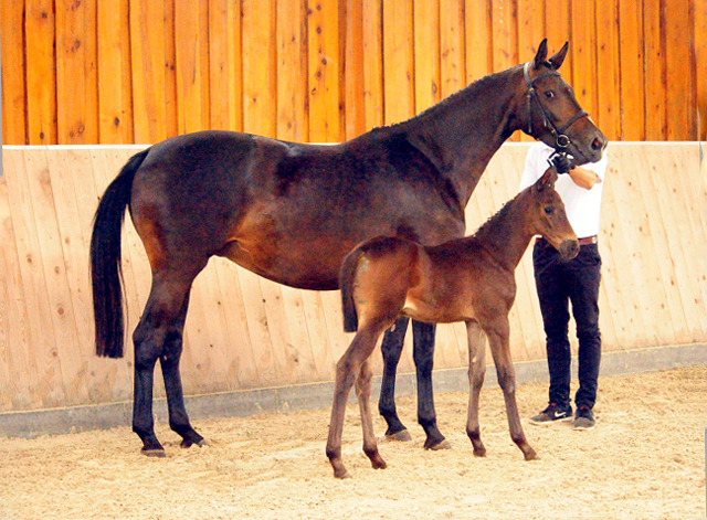 Trakehner Stutfohlen von Helium u.d. Schwalbensage v. Grand Corazn
 - Trakehner Gestt Hmelschenburg - Beate Langels