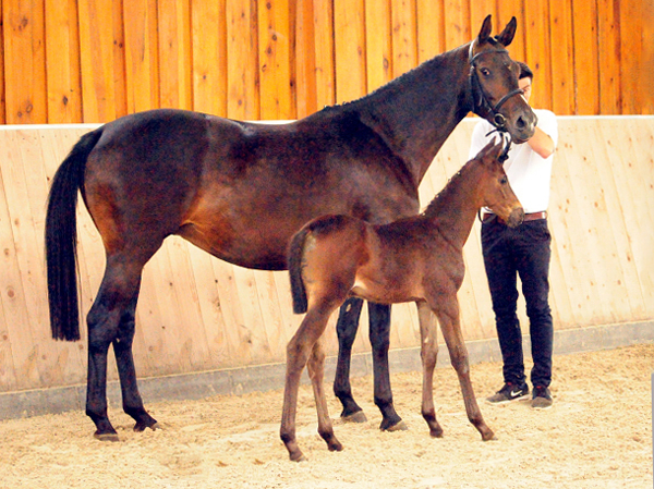 Trakehner Stutfohlen von Helium u.d. Schwalbensage v. Grand Corazn
 - Trakehner Gestt Hmelschenburg - Beate Langels