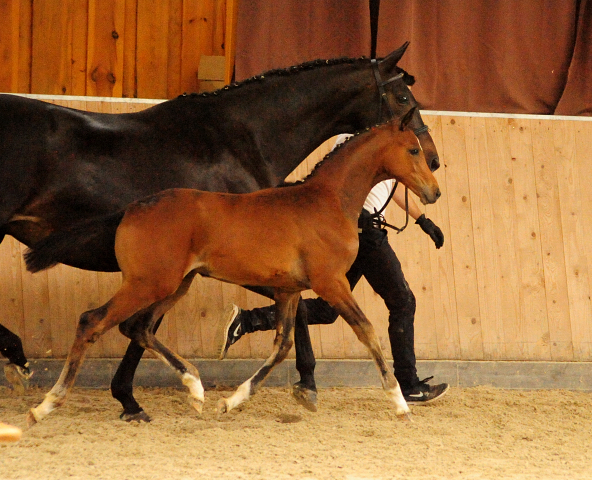 Stutfohlen von High Motion u.d. Sacre d'Elysee v. Exclusiv - Foto: Beate Langels