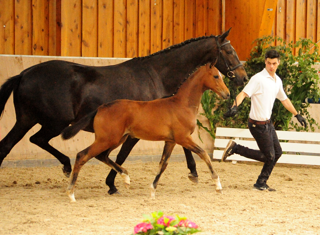 Stutfohlen von High Motion u.d. Sacre d'Elysee v. Exclusiv - Foto: Beate Langels