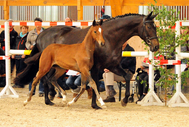 Stutfohlen von High Motion u.d. Sacre d'Elysee v. Exclusiv - Foto: Beate Langels