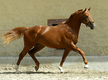 Trakehner Hengst von Freudenfest u.d. Rubina v. Tycoon - Trakehner Gestt Hmelschenburg - Beate Langels