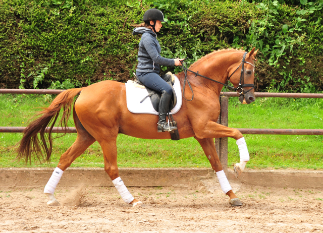 Zauberdeyk v. Van Deyk - Friedensfrst und Pia - Foto: Beate Langels - Trakehner Gestt Hmelschenburg