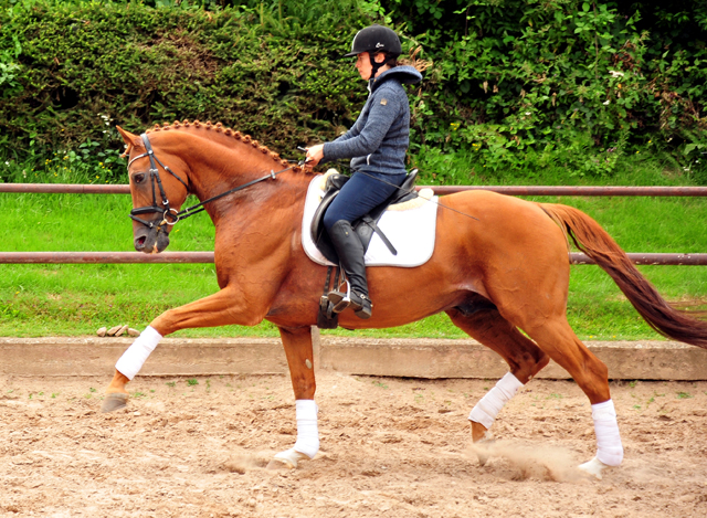 Zauberdeyk v. Van Deyk - Friedensfrst und Pia - Foto: Beate Langels - Trakehner Gestt Hmelschenburg