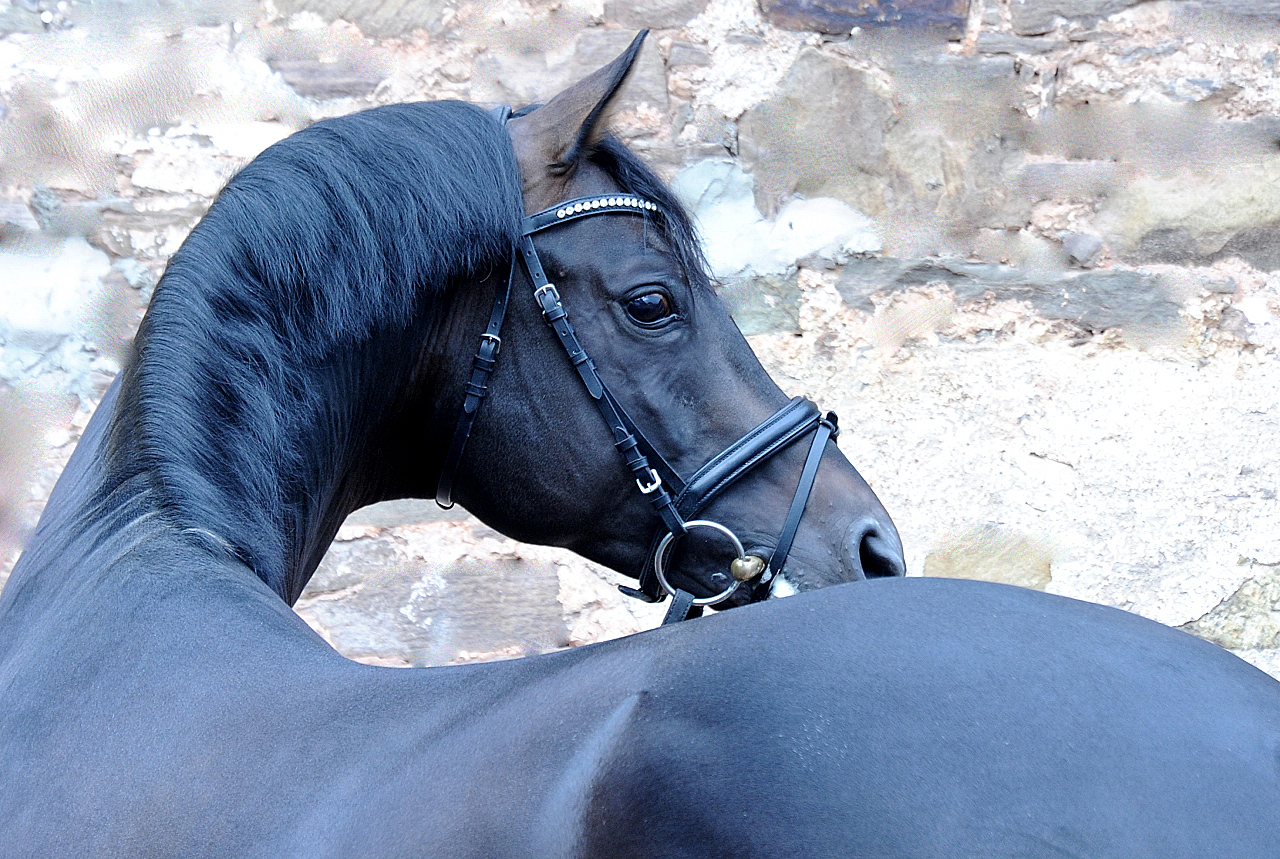 Trakehner Hengst Preussen Party von Ivanhoe x Connery - Foto: Beate Langels - Trakehner Gestt Hmelschenburg