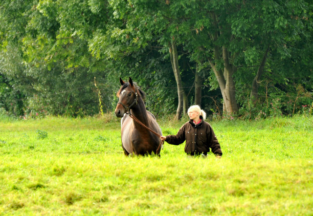 Hengst von Summertime u.d. Elitestute Schwalbenspiel v. Exclusiv - Gestt Hmelschenburg am 1. September 2014, Foto: Beate Langels, 
Trakehner Gestt Hmelschenburg - Beate Langels