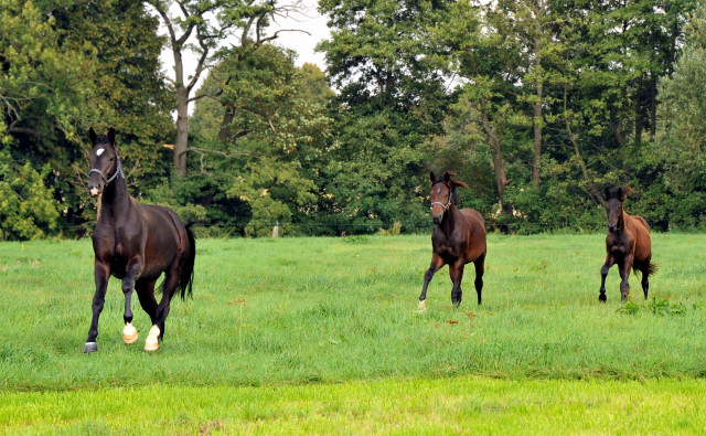  Trakehner Hengst von Summertime u.d. Thirica v. Enrico Caruso - Foto: Beate Langels