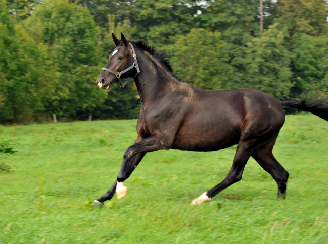  Trakehner Hengst von Summertime u.d. Thirica v. Enrico Caruso - Foto: Beate Langels