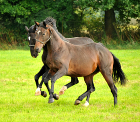 Hengst von Summertime u.d. Elitestute Schwalbenspiel v. Exclusiv - Gestt Hmelschenburg am 1. September 2014, Foto: Beate Langels, 
Trakehner Gestt Hmelschenburg - Beate Langels