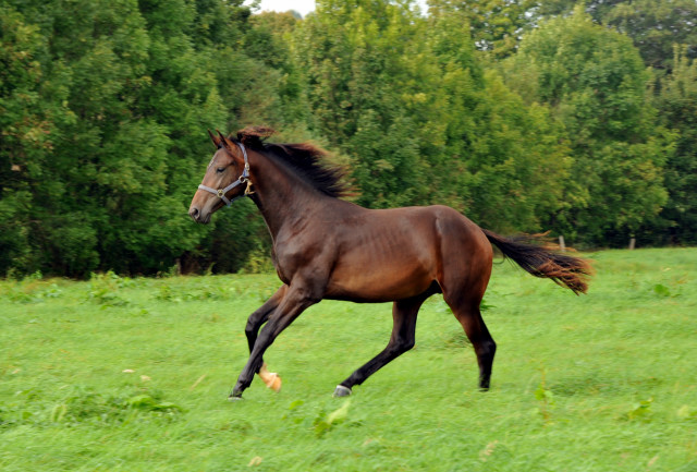 Absetzer von Saint Cyr und Showmaster - Hmelschenburg - Ende Januar 2014, Foto: Beate Langels, Trakehner Gestt Hmelschenburg - Beate Langels