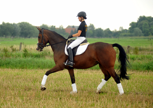 Glimmer - 4jhrige Stute von Saint Cyr u.d. Pr.u.StPrSt. Grace Note v. Alter Fritz - Gestt Schplitz - Foto: Beate Langels, 
Gestt Schplitz