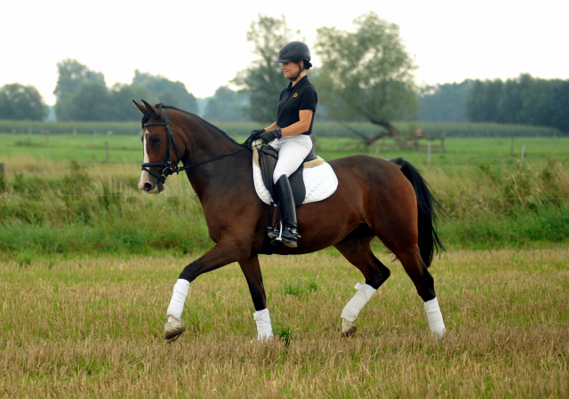 Glimmer - 4jährige Stute von Saint Cyr u.d. Pr.u.StPrSt. Grace Note v. Alter Fritz - Gestüt Schäplitz - Foto: Beate Langels, 
Gestüt Schäplitz