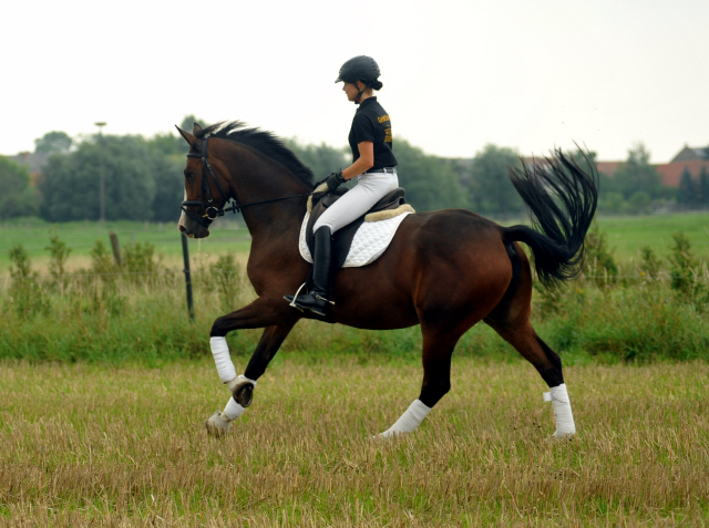 Glimmer - 4jhrige Stute von Saint Cyr u.d. Pr.u.StPrSt. Grace Note v. Alter Fritz - Gestt Schplitz - Foto: Beate Langels, 
Gestt Schplitz