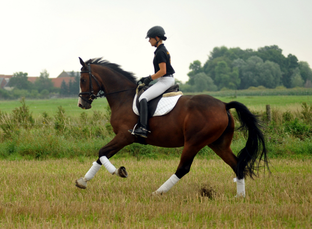 Glimmer - 4jhrige Stute von Saint Cyr u.d. Pr.u.StPrSt. Grace Note v. Alter Fritz - Gestt Schplitz - Foto: Beate Langels, 
Gestt Schplitz