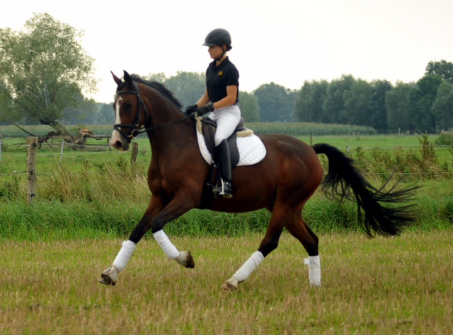 Glimmer - 4jhrige Stute von Saint Cyr u.d. Pr.u.StPrSt. Grace Note v. Alter Fritz - Gestt Schplitz - Foto: Beate Langels, 
Gestt Schplitz