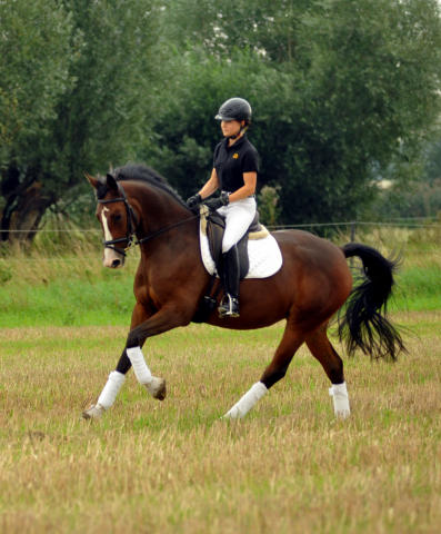 3jhrige Stute von Saint Cyr 
u.d. Pr.St. Grace Note v. Alter Fritz - Gestt Schplitz - Foto: Richard Langels, Gestt Schplitz