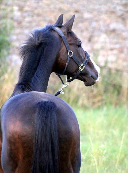 September 2022 - Trakehner Gestt Hmelschenburg  - Foto: Beate Langels