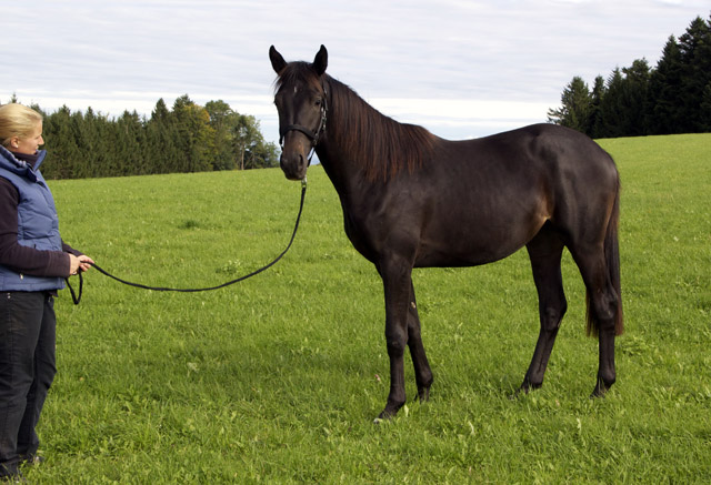 Valerija von Summertime u.d. Pr.u.StPrSt. Vittoria v. Exclusiv, Foto: Beate Langels, Trakehner Gestt Hmelschenburg