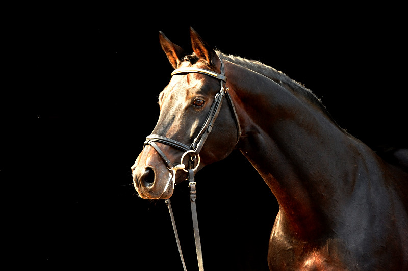 Oliver Twist von Monteverdi - Sixtus - Beate Langels